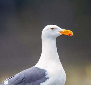 63mq4hvuda